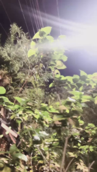Video 1