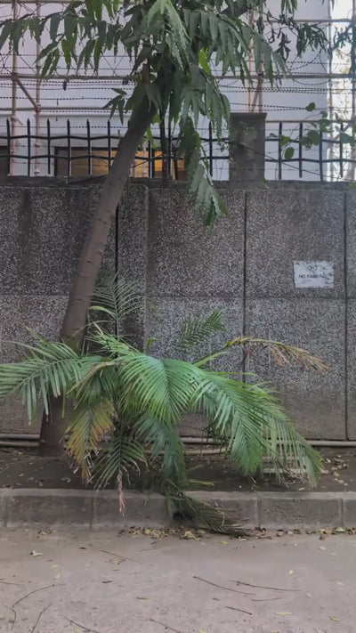 Video 1